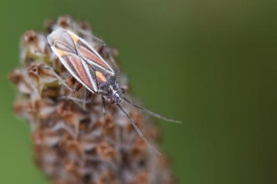 <i>Horistus orientalis</i>