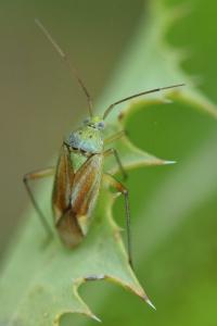 <i>Closterotomus norwegicus</i>