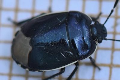 <i>Canthophorus</i>