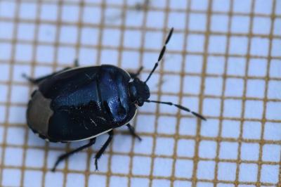<i>Canthophorus</i>