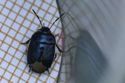 <i>Canthophorus</i>