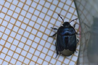 <i>Canthophorus</i>