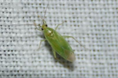 <i>Orthotylus marginalis</i>