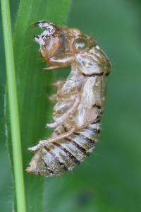 <i>Cicadetta</i>