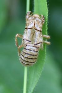 <i>Cicadetta</i>