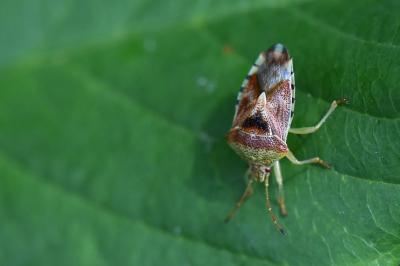 <i>Elasmucha grisea</i>