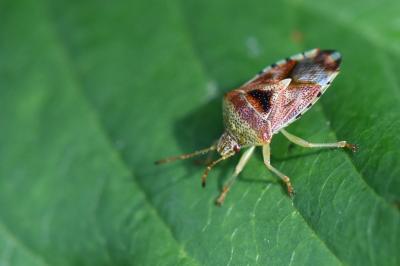 <i>Elasmucha grisea</i>