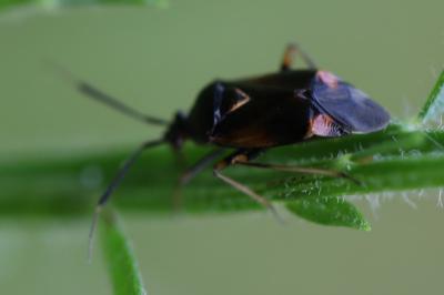 <i>Deraeocoris ruber</i>