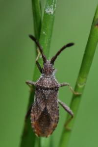 <i>Coriomeris denticulatus</i>