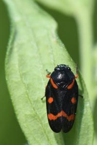 <i>Cercopis intermedia</i>