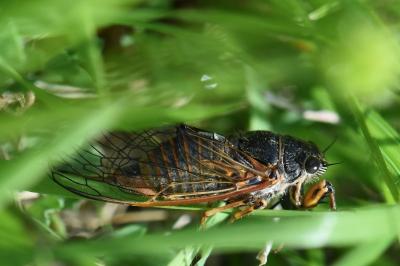 <i>Cicadetta</i>