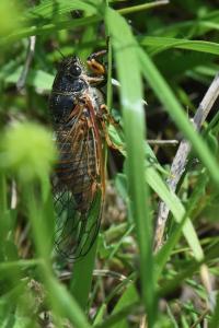 <i>Cicadetta</i>