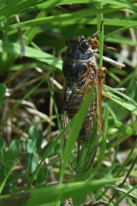 <i>Cicadetta</i>