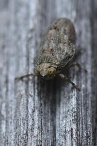 <i>Issus coleoptratus</i>