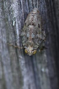 <i>Issus coleoptratus</i>