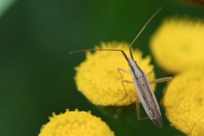 <i>Stenodema laevigata</i>