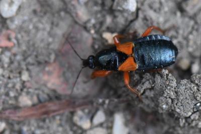 Prostemma guttula