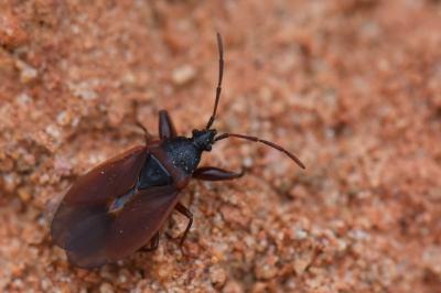<i>Gastrodes grossipes</i>