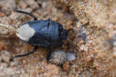 <i>Cydnus aterrimus</i>