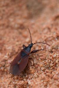 <i>Gastrodes grossipes</i>