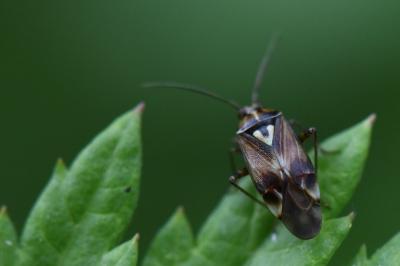 <i>Lygus pratensis</i>