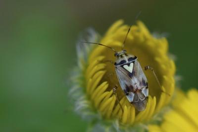 <i>Lygus pratensis</i>