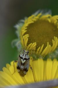 <i>Lygus pratensis</i>