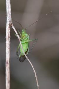<i>Adelphocoris quadripunctatus</i>