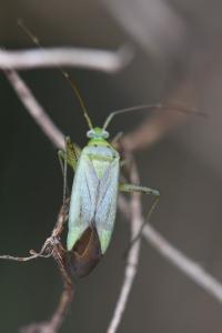 <i>Adelphocoris quadripunctatus</i>