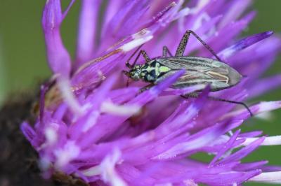 <i>Oncotylus viridiflavus</i>