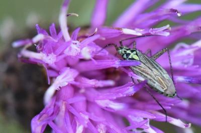 <i>Oncotylus viridiflavus</i>