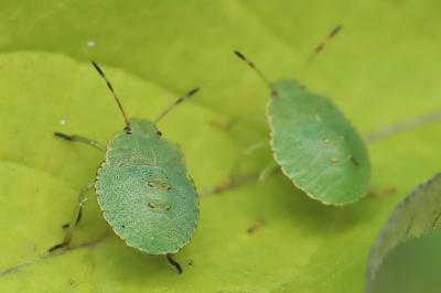 <i>Palomena prasina</i>