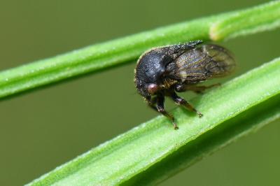 <i>Gargara genistae</i>