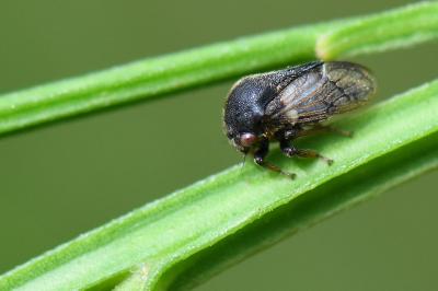 <i>Gargara genistae</i>