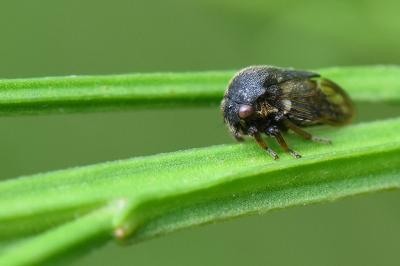 <i>Gargara genistae</i>