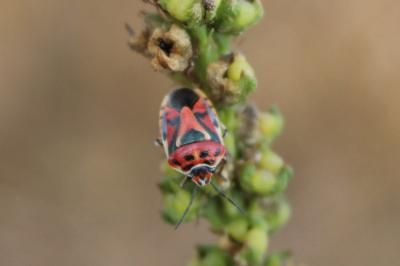 <i>Eurydema ornata</i>