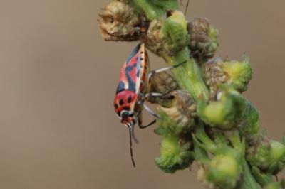 <i>Eurydema ornata</i>