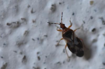 <i>Anthocoris</i>