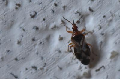 <i>Anthocoris</i>