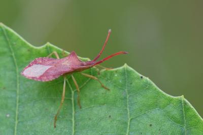 <i>Haploprocta sulcicornis</i>