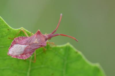 <i>Haploprocta sulcicornis</i>