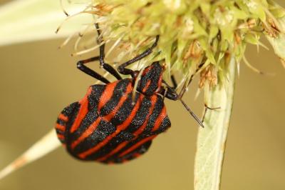 <i>Graphosoma italicum</i>