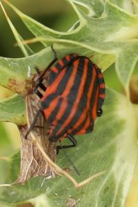 <i>Graphosoma italicum</i>