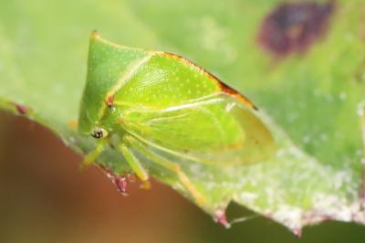 Stictocephala alta