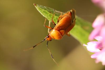 <i>Deraeocoris ruber</i>