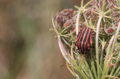 <i>Graphosoma italicum</i>