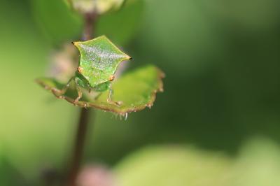 <i>Stictocephala alta</i>