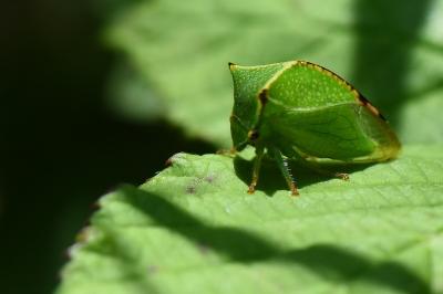 <i>Stictocephala alta</i>