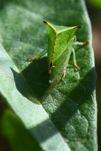 <i>Stictocephala alta</i>