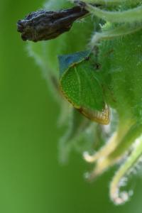 <i>Stictocephala alta</i>